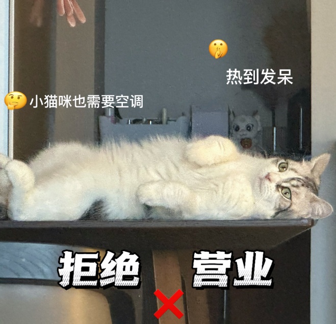 给宠物买降温“神器”?小心,有“毛孩子”因此生病! 给宠物买降温“神器”?小心,有“毛孩子”因此生病!