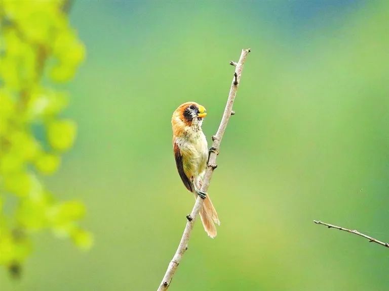 河南刷新鸟类新纪录！