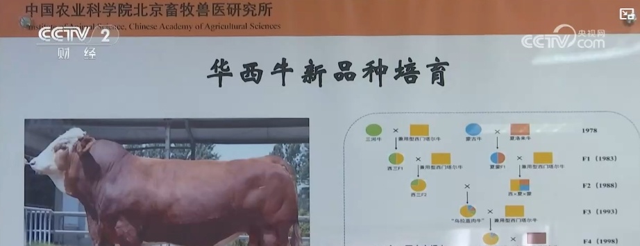 我国自主知识产权肉牛新品种达到国际先进水平  降低进口依赖效果显著