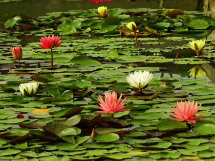 好运莲莲！绿色莲花自带清凉感