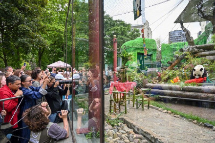 莫斯科动物园为大熊猫庆生