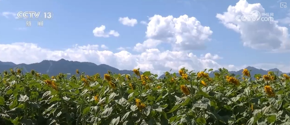 夏日消费市场文化掀“热潮”、文旅频“加热”、交易再“升温”