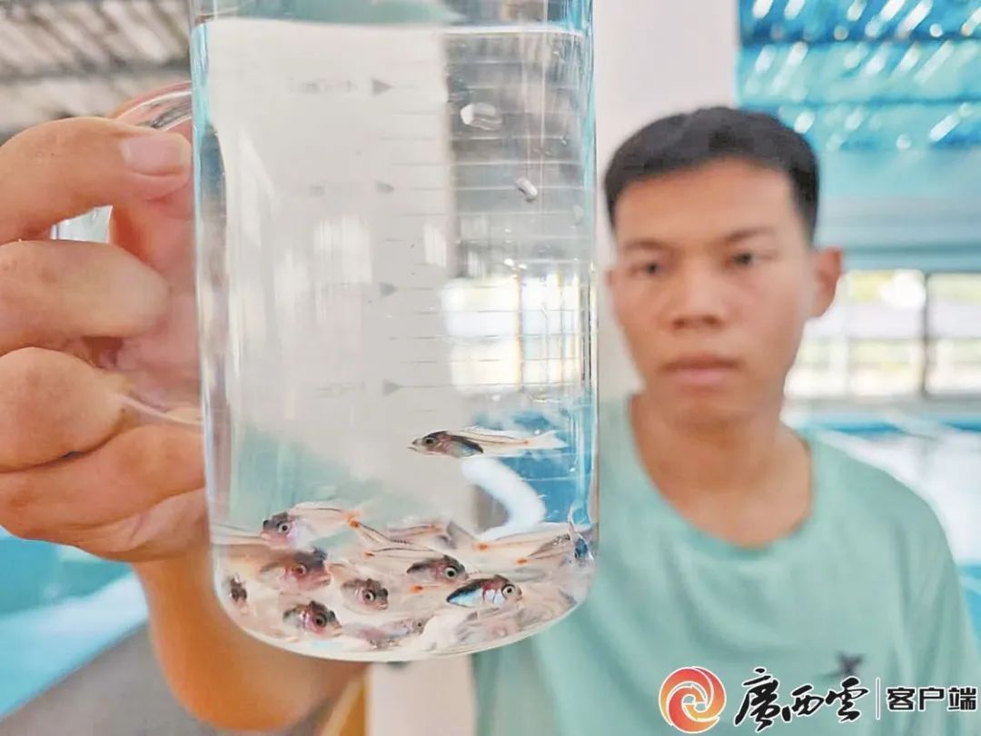 广西首次成功孵化红瓜子斑鱼苗！预计明年可达上市规格