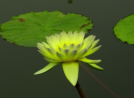 好运莲莲！绿色莲花自带清凉感