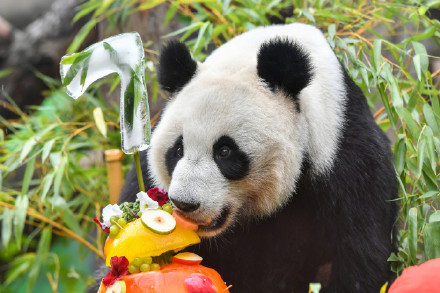 莫斯科动物园为大熊猫庆生