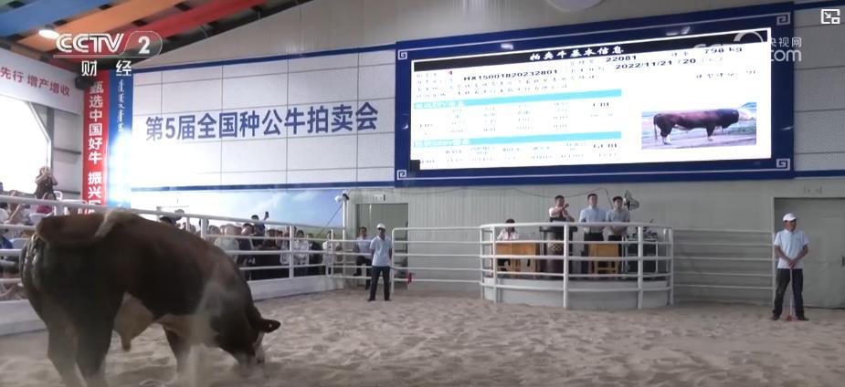 我国自主知识产权肉牛新品种达到国际先进水平  降低进口依赖效果显著