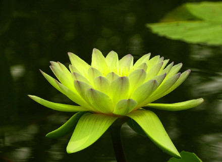 好运莲莲！绿色莲花自带清凉感