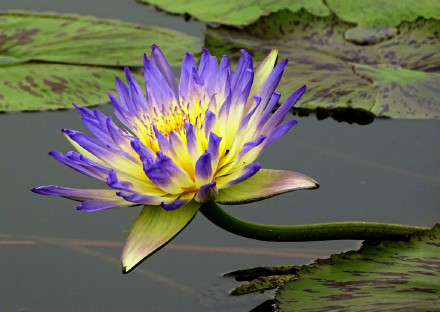 好运莲莲！绿色莲花自带清凉感