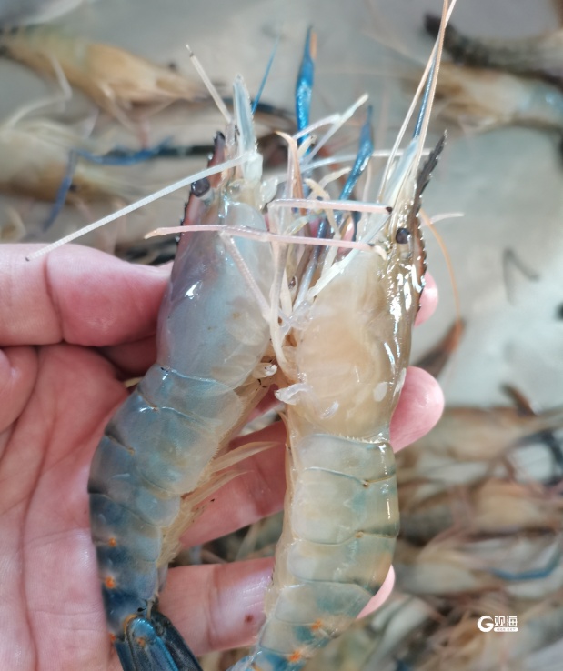 正是肥的时候，每天卖出10万斤！连夜捕捞，到上桌不超过12小时！青岛人根本吃不够→