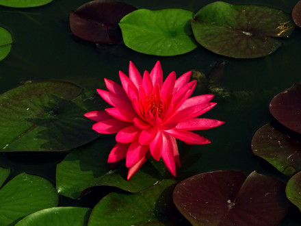 好运莲莲！绿色莲花自带清凉感