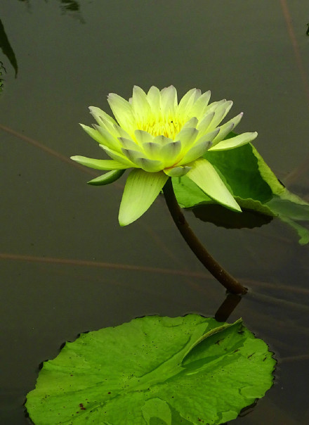 好运莲莲！绿色莲花自带清凉感