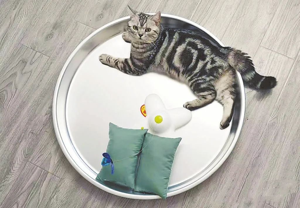 给宠物买降温“神器”?小心,有“毛孩子”因此生病! 给宠物买降温“神器”?小心,有“毛孩子”因此生病!