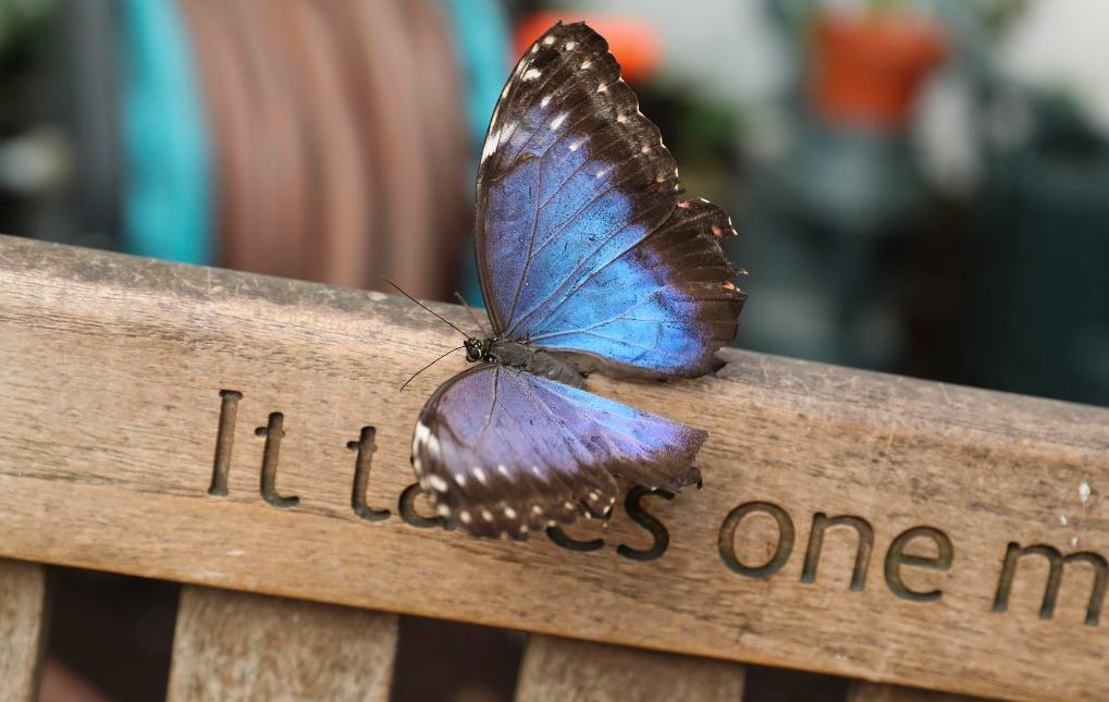 英国开展年度“蝶口统计”