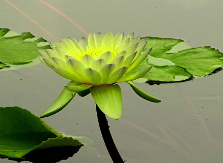 好运莲莲！绿色莲花自带清凉感