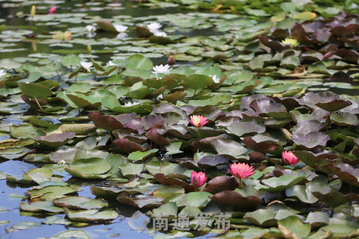 “双色莲”南通植物园内怒放  植物专家解释原因