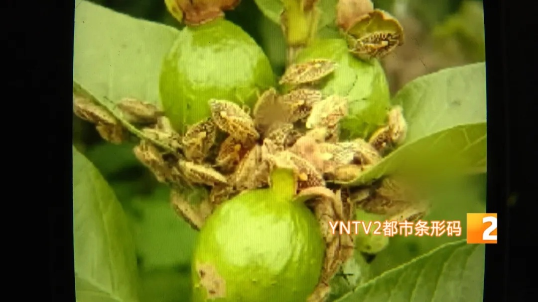 紧急提醒！小心昆虫中的“见手青” ，云南一家四口全中毒！