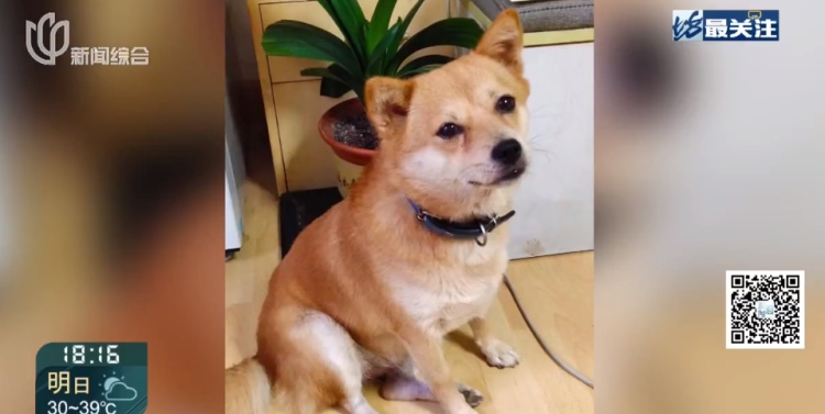 上海一小区20多只猫狗离奇死亡疑似有人楼下投毒？警方已介入