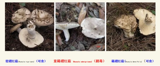 很难分辨，有剧毒！湖南疾控紧急提醒：千万别吃