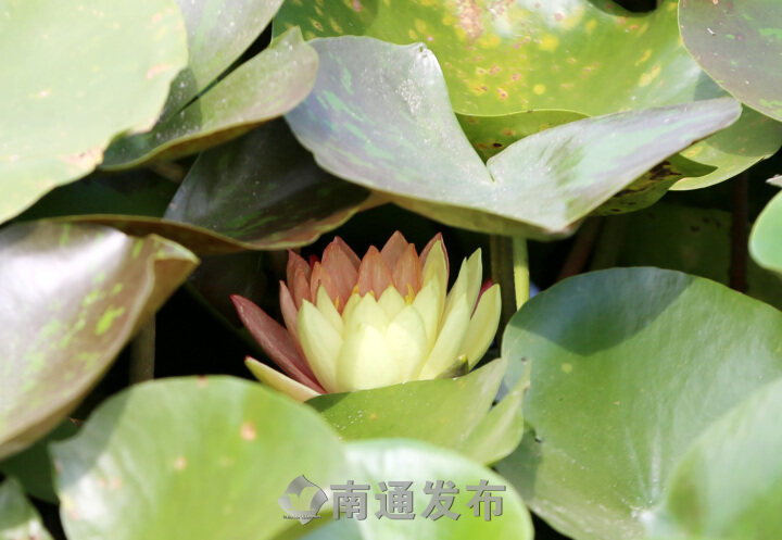 “双色莲”南通植物园内怒放  植物专家解释原因