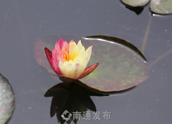 “双色莲”南通植物园内怒放  植物专家解释原因