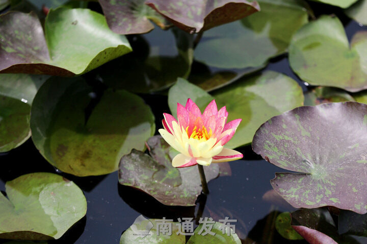 “双色莲”南通植物园内怒放  植物专家解释原因