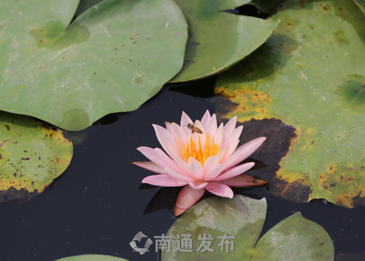 “双色莲”南通植物园内怒放  植物专家解释原因