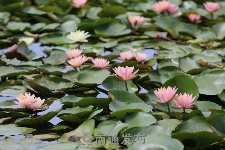 “双色莲”南通植物园内怒放  植物专家解释原因