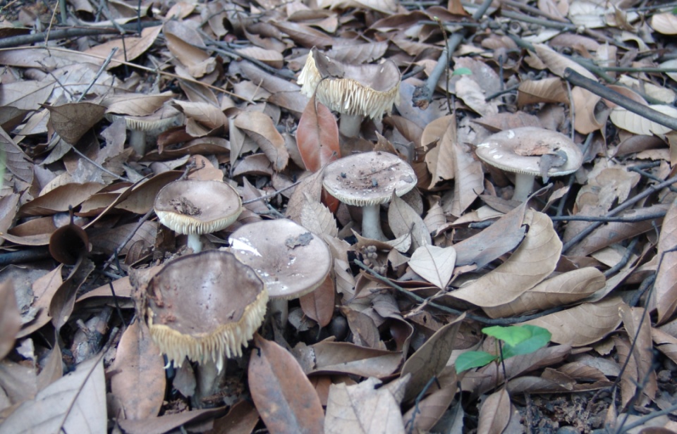 很难分辨，有剧毒！湖南疾控紧急提醒：千万别吃
