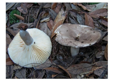 很难分辨，有剧毒！湖南疾控紧急提醒：千万别吃