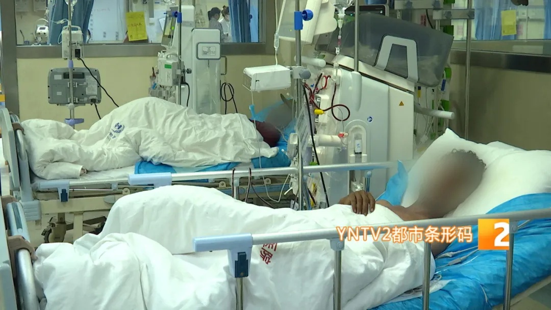紧急提醒！小心昆虫中的“见手青” ，云南一家四口全中毒！
