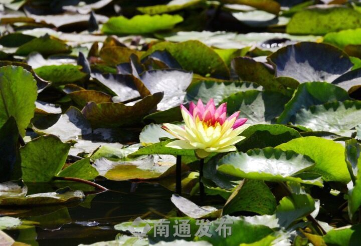 “双色莲”南通植物园内怒放  植物专家解释原因