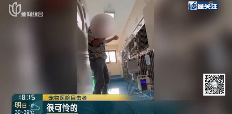 上海一小区20多只猫狗离奇死亡疑似有人楼下投毒？警方已介入