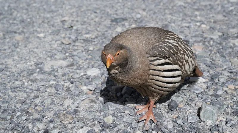 海关查获一袋粪便!来自珍贵保护动物,竟是用来… 海关查获一袋粪便!来自珍贵保护动物,竟是用来…