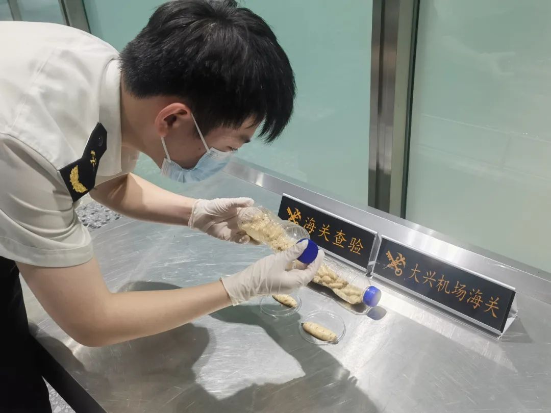 这么多蚁后，白蚁该多伤心