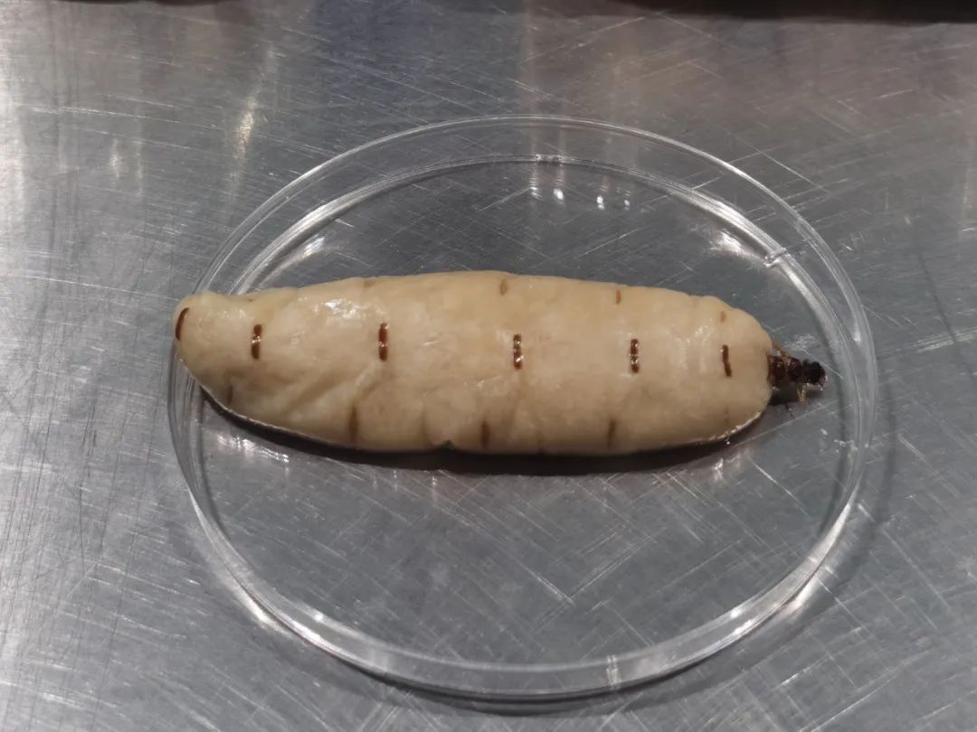 这么多蚁后，白蚁该多伤心