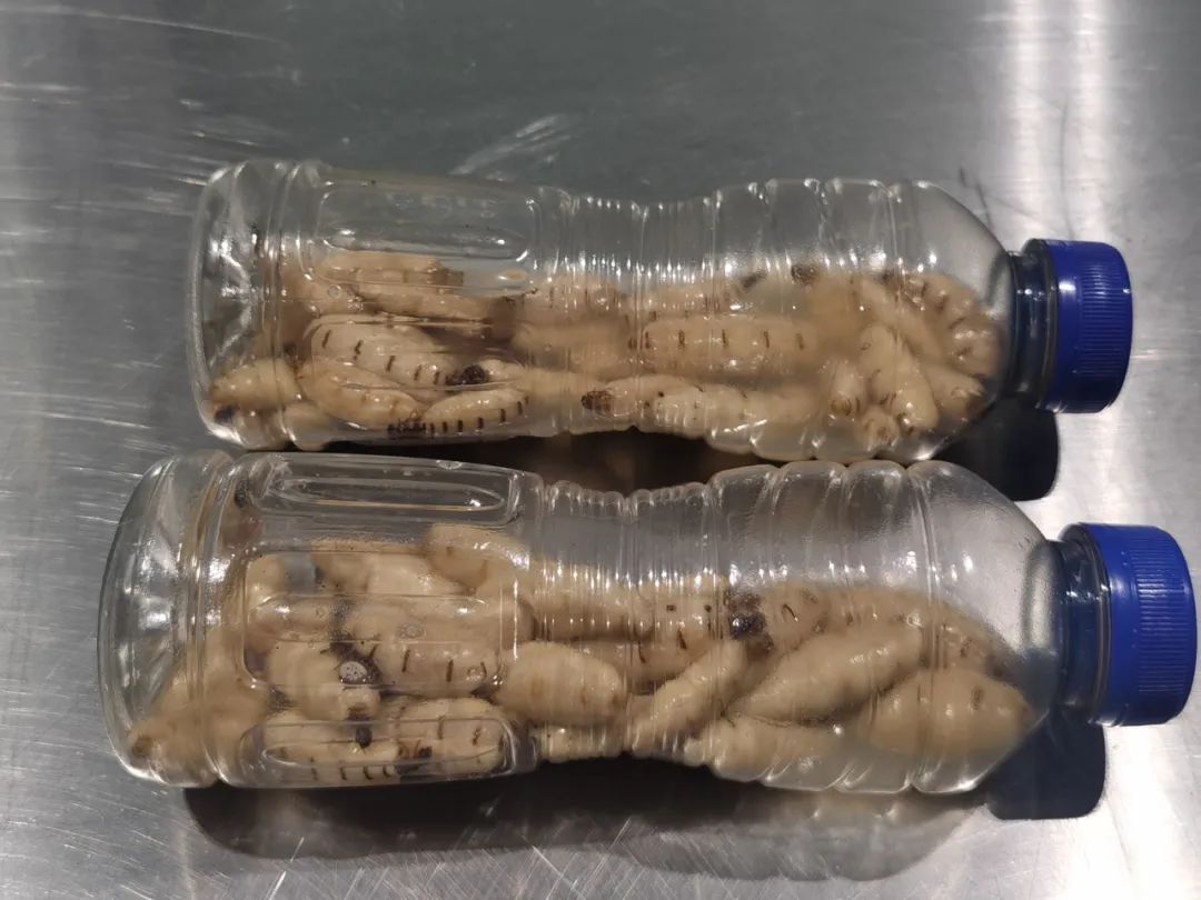 这么多蚁后，白蚁该多伤心