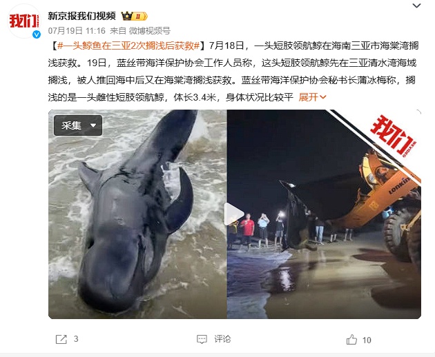 协会人员子女接触被救护领航鲸？回应：属实