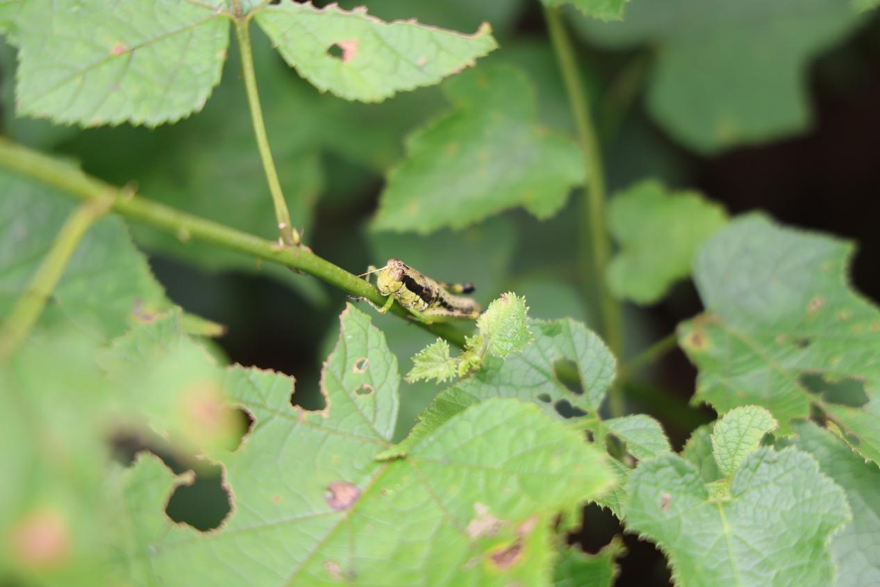无人机“飞防”为衡山5万亩竹林“除蝗”