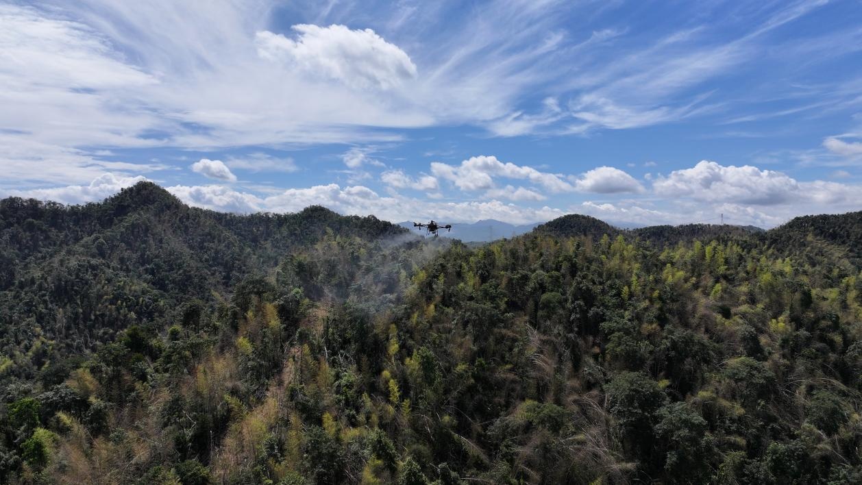 无人机“飞防”为衡山5万亩竹林“除蝗”