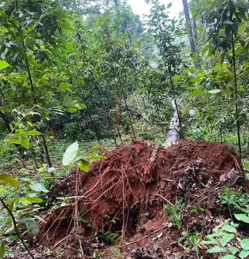 痛心！中国夫妇遇突发意外，致1死1伤，细节披露