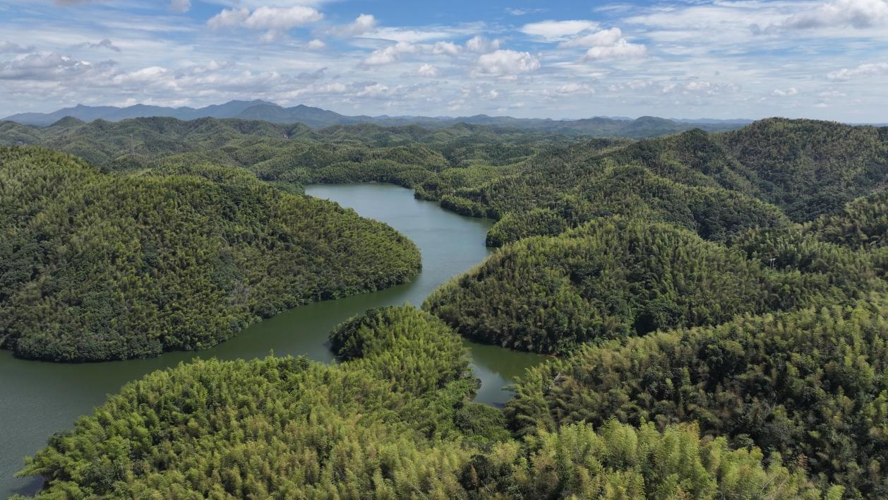 无人机“飞防”为衡山5万亩竹林“除蝗”