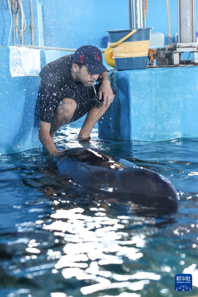 海南三亚:短肢领航鲸“海莉”开始自主下潜与进食 海南三亚:短肢领航鲸“海莉”开始自主下潜与进食