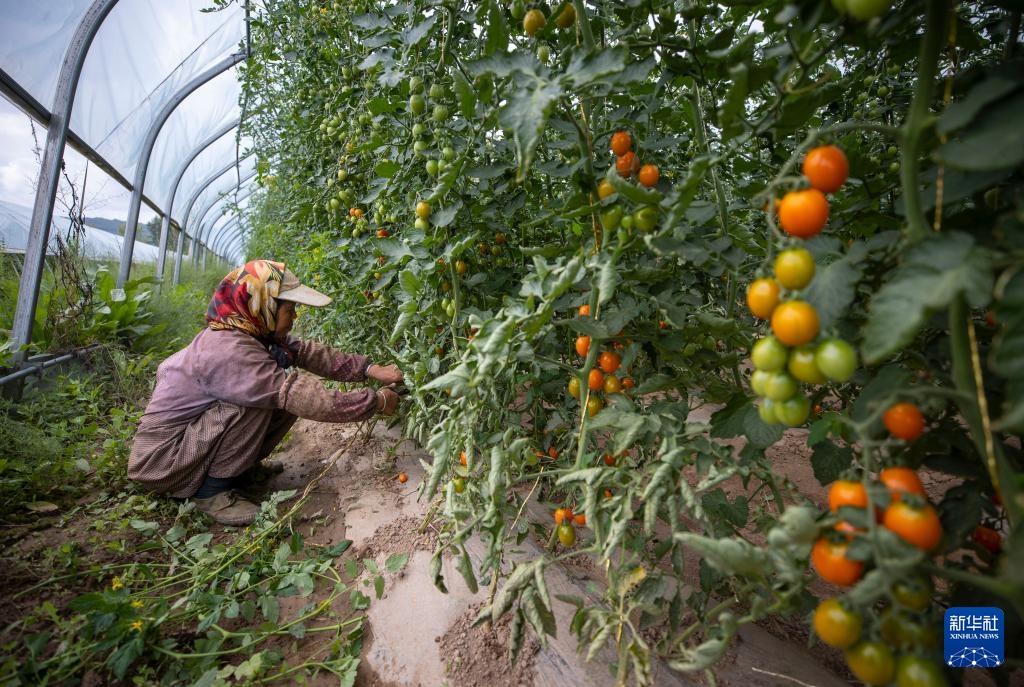 宁夏隆德：设施农业助力乡村振兴