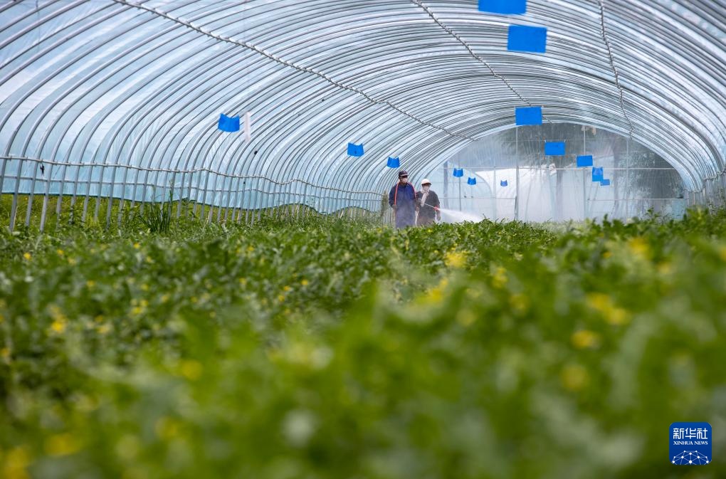 宁夏隆德：设施农业助力乡村振兴