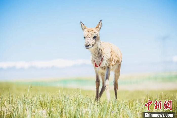 可可西里“藏羚羊幼儿园” 迎来9只小藏羚羊 可可西里“藏羚羊幼儿园” 迎来9只小藏羚羊