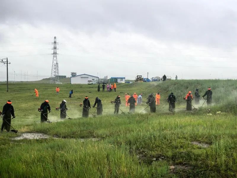 内蒙古多地开展清除蒿草行动，一地宣布每公斤可兑1元奖励