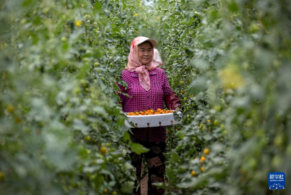 宁夏隆德：设施农业助力乡村振兴