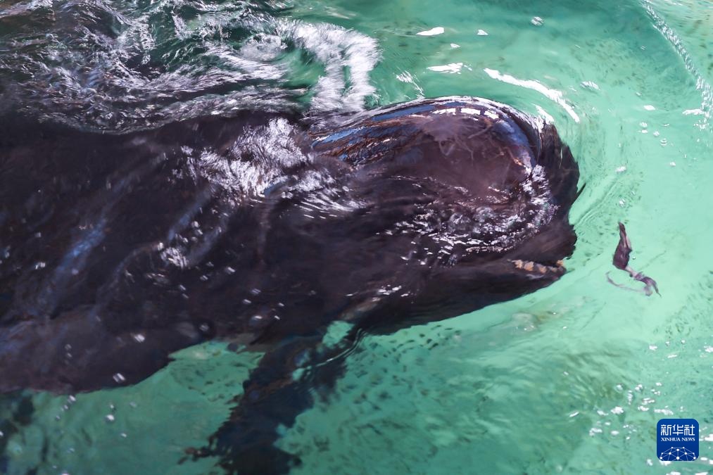 海南三亚:短肢领航鲸“海莉”开始自主下潜与进食 海南三亚:短肢领航鲸“海莉”开始自主下潜与进食