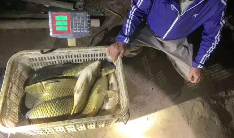 内蒙古:非法捕捞131.5公斤,这几名男子深夜电鱼被抓现行!收购者一并处罚…… 内蒙古:非法捕捞131.5公斤,这几名男子深夜电鱼被抓现行!收购者一并处罚……