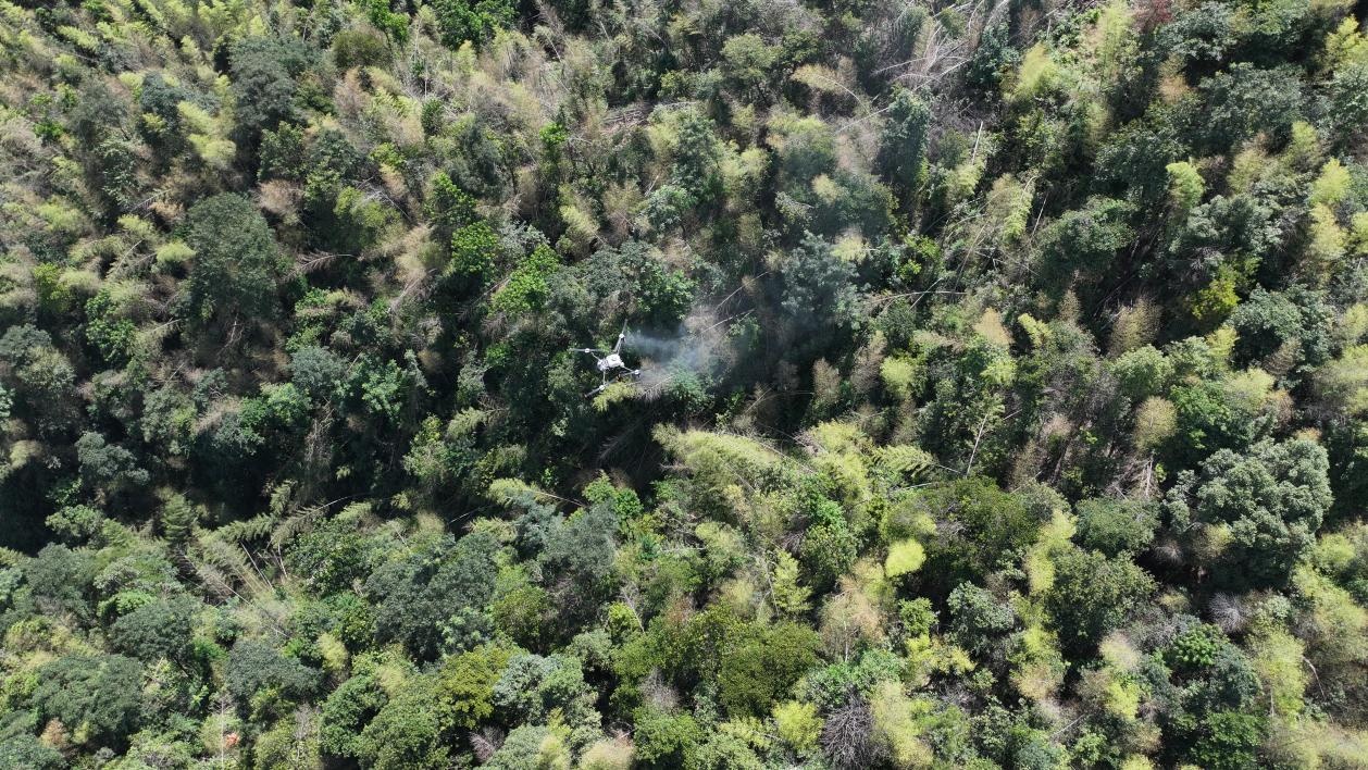 无人机“飞防”为衡山5万亩竹林“除蝗”